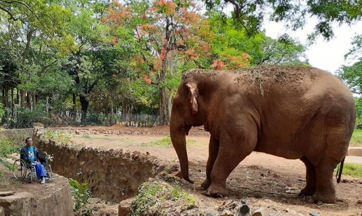 Concejal plantea cierre de Zoológico de Asunción, tras muerte de la elefanta Maia