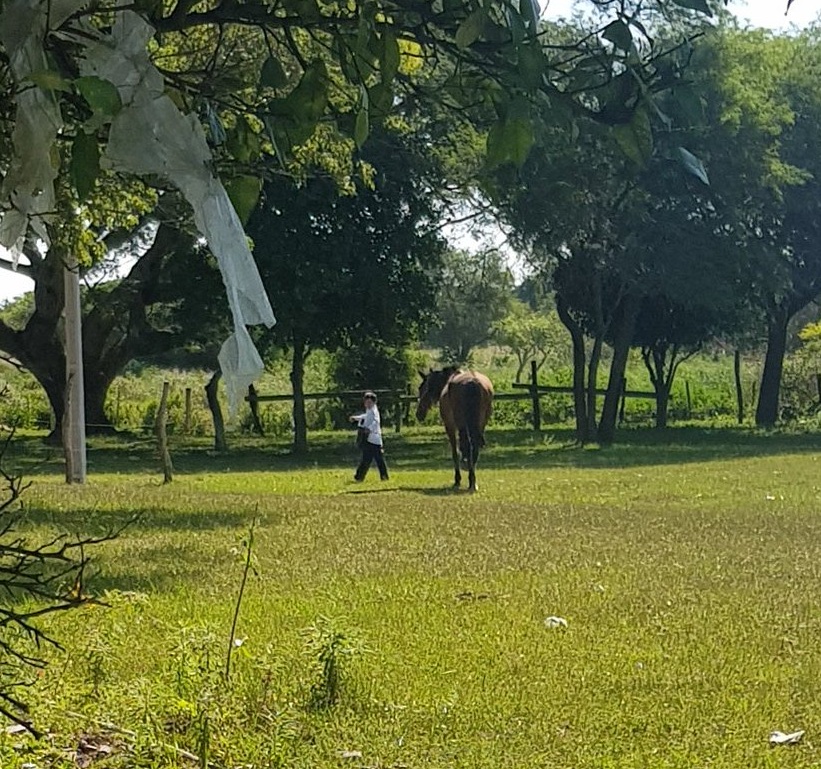 Cuando se quiere estudiar, se puede: Este alumnito va a la escuela kilómetros cabalgando un caballo