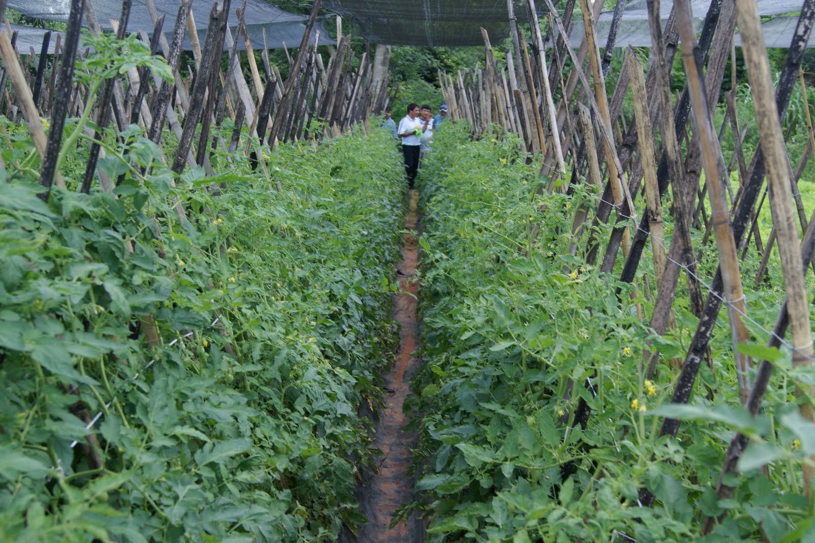 Crédito Agrícola de Habilitación otorgó cerca de 2.800 préstamos