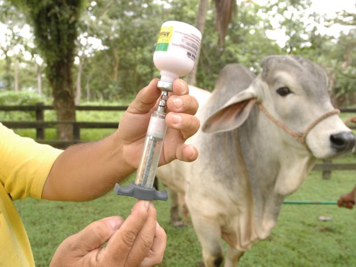 Hoy arranca segundo periodo de vacunación contra fiebre aftosa y brucelosis