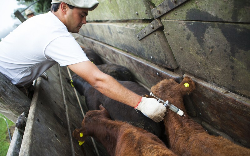 Segundo ciclo de vacunación contra la aftosa y brucelosis arranca el lunes