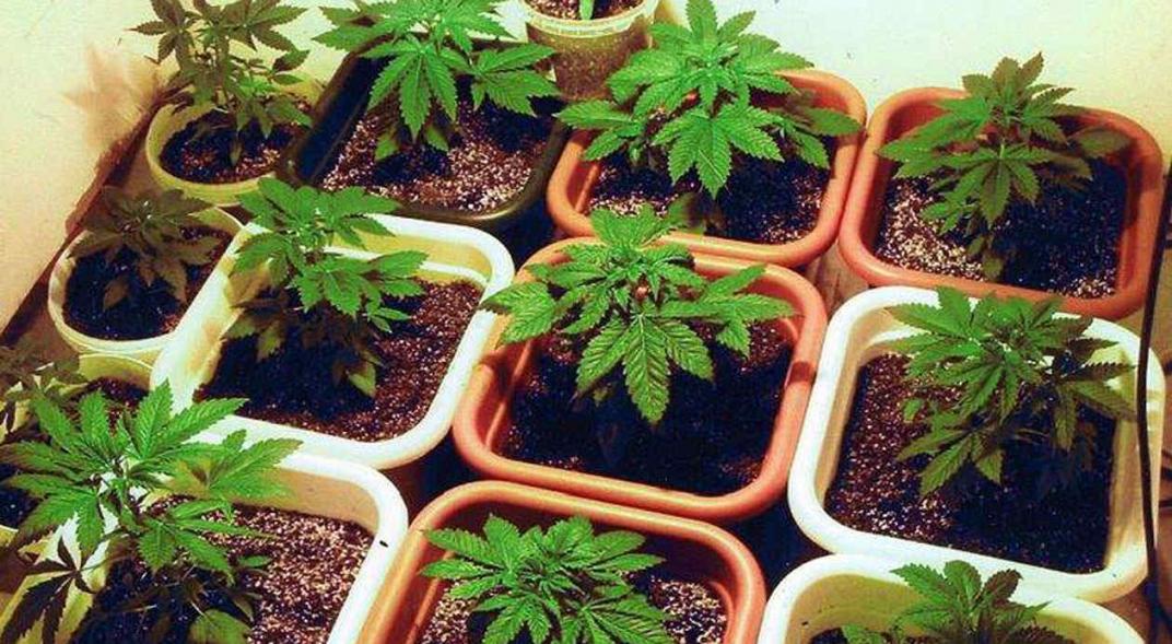 Farmacéuticas, preocupadas por “inseguridad” de autocultivo de marihuana