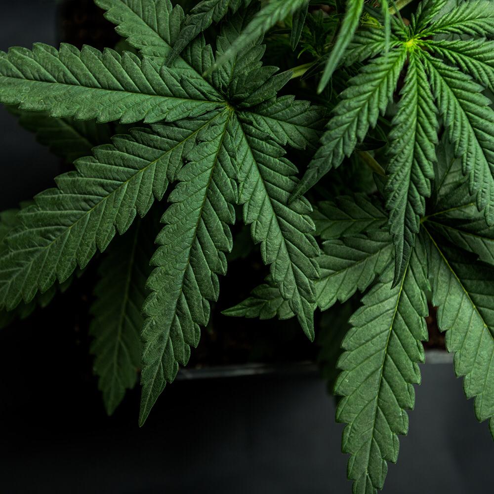 Diputados aprobó ley que despenaliza autocultivo de marihuana medicinal
