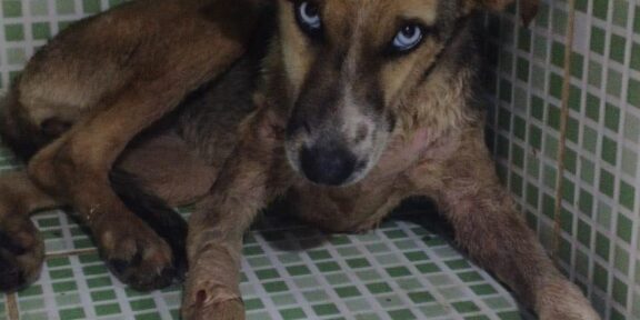 Cachorra herida