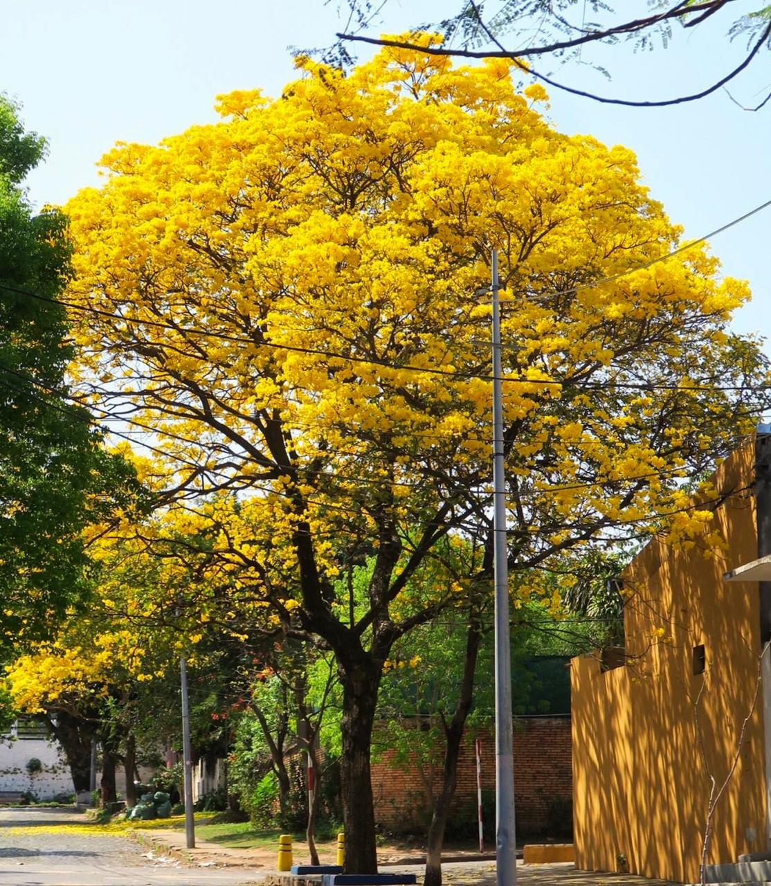 Sábado caluroso anuncia Meteorología