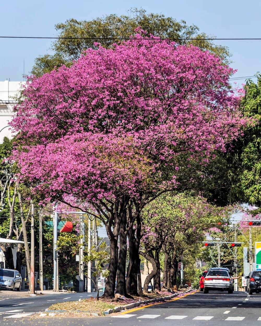 Fin de semana con temperaturas agradables anuncia meteorología