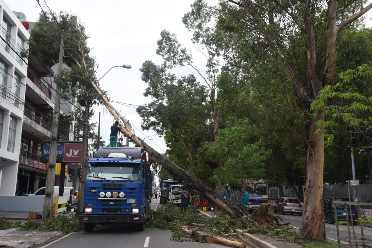 Al menos 160 árboles caídos en Asunción tras tormenta