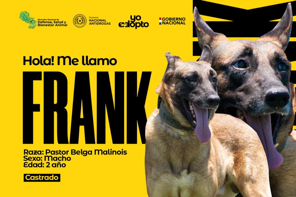 Perritos “expostulantes” de la SENAD buscan hogar en adopción