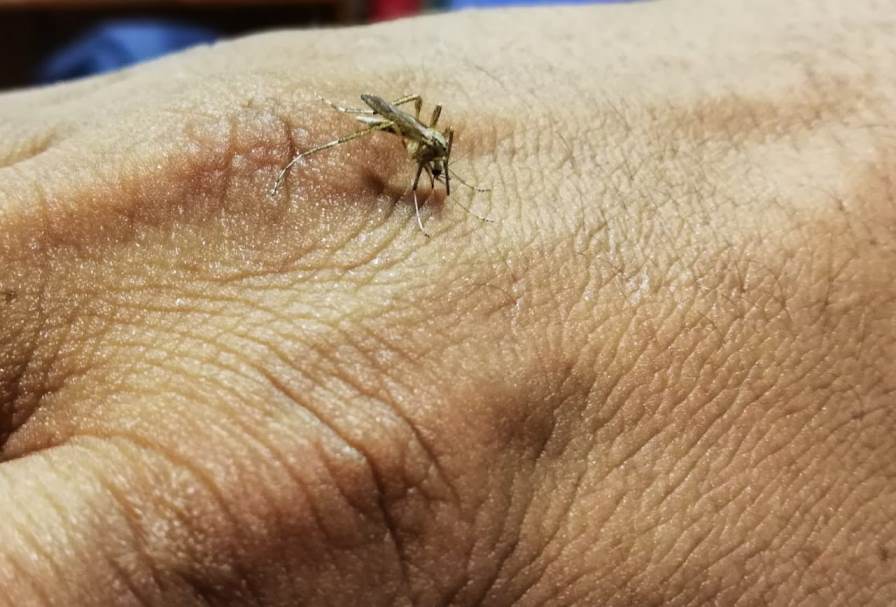 Central confirma segundo caso de dengue y crece la cantidad de sospechosos