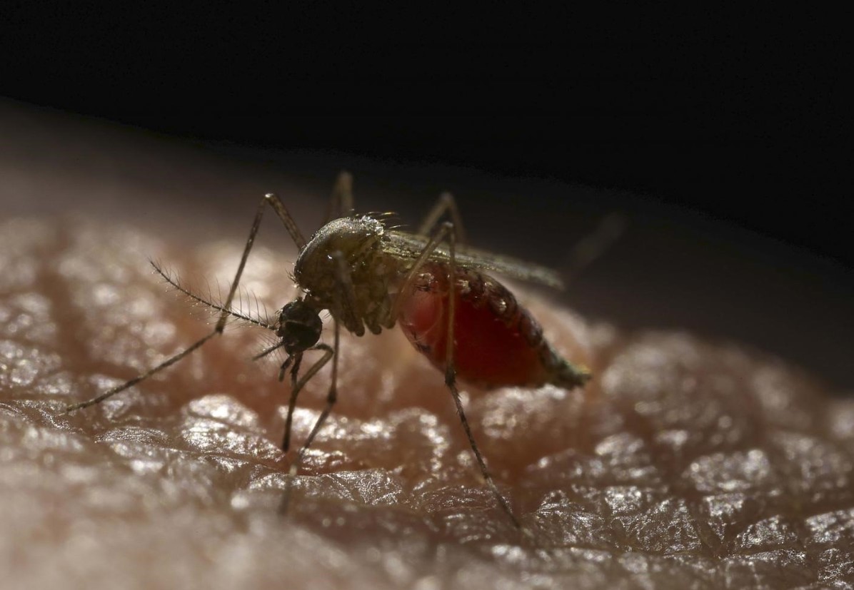Central registra su primer enfermo de dengue y hay varios casos sospechosos más
