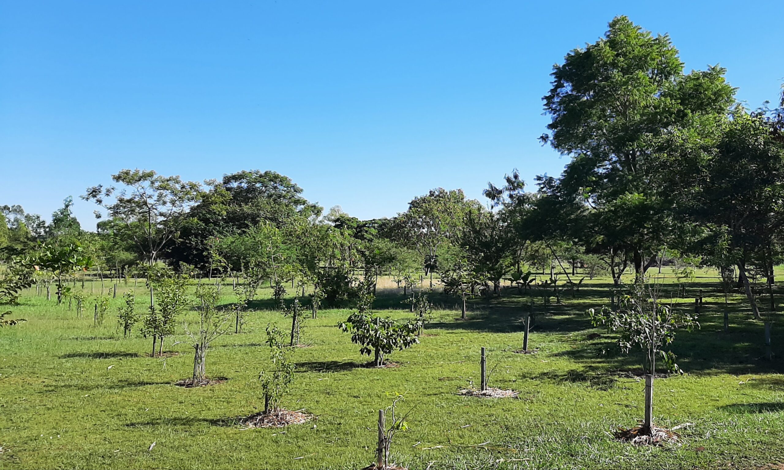 Anuncian domingo soleado y agradable