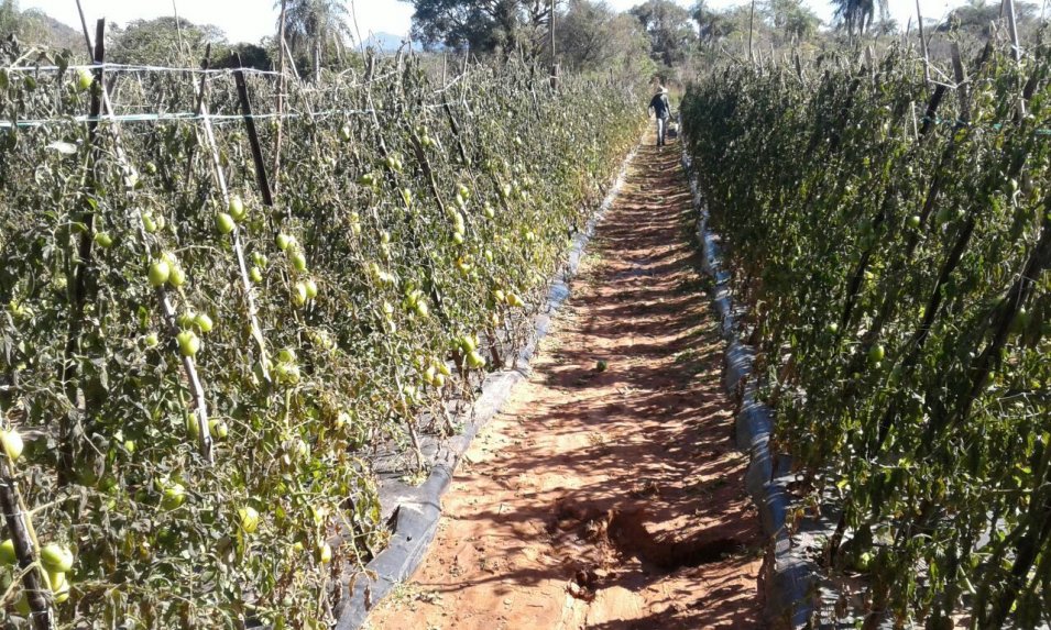 Bajas temperaturas y temporales afectaron producción frutihortícola en un 70 a 80%