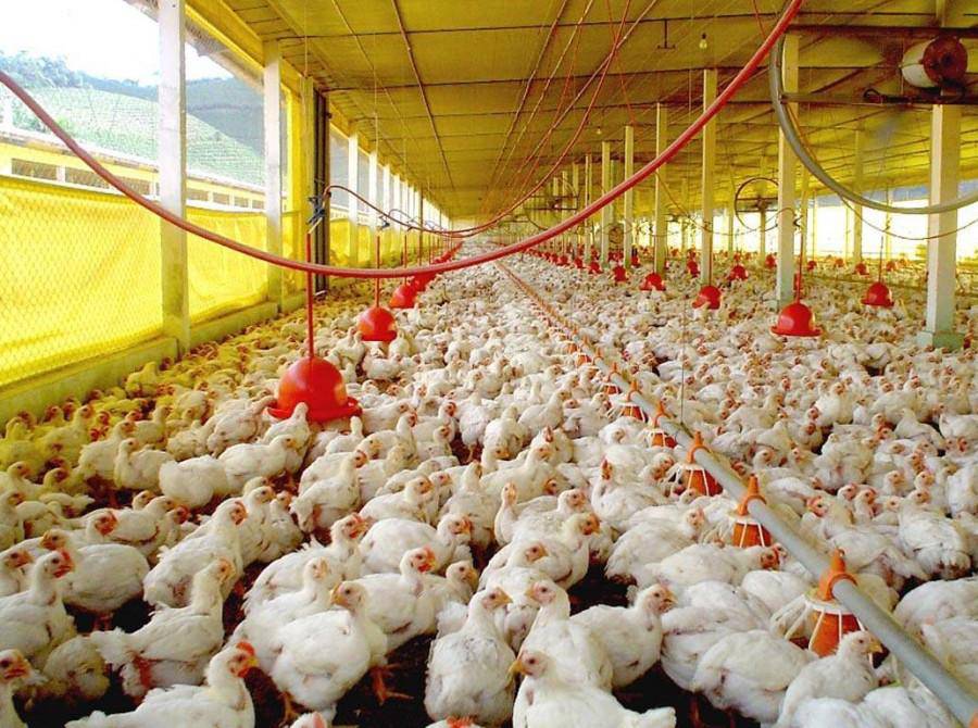 “Nuestros pollos necesitan comer”: Empresarios avícolas denuncia situación dramática a raíz de paro de camioneros