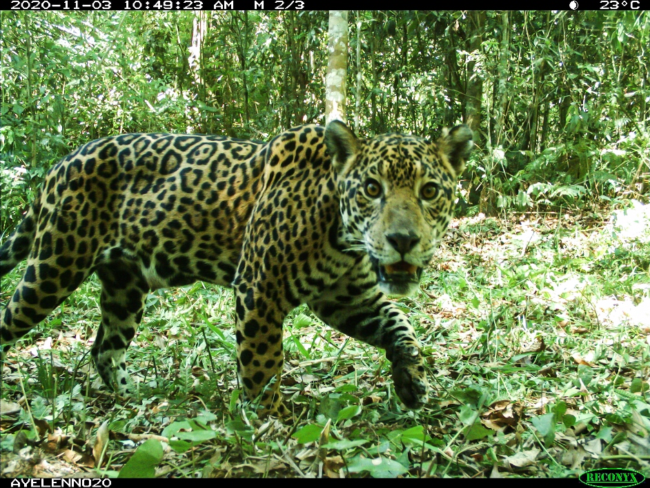 Nuevo monitoreo del yaguareté revela leve reducción de su población en el Bosque Atlántico del Alto Paraná