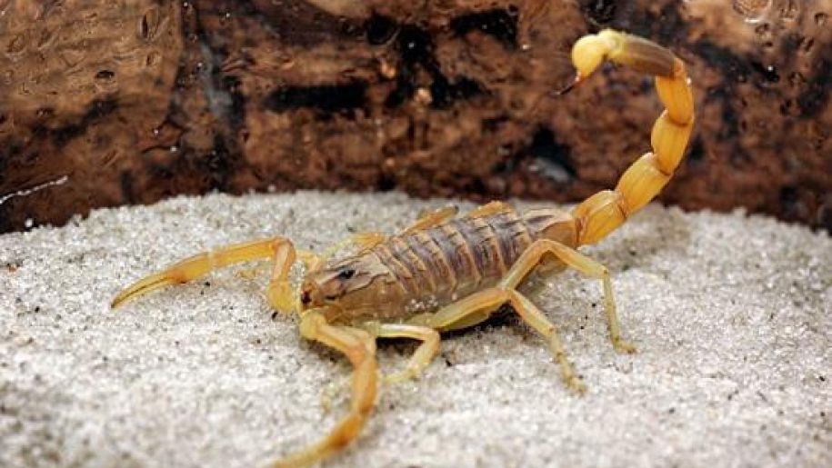¿Qué hacer ante picaduras de insectos en verano? ¿Sabés cuántos tipos hay? 