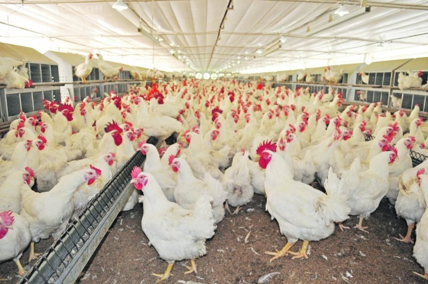 Sequía también golpea al sector avícola