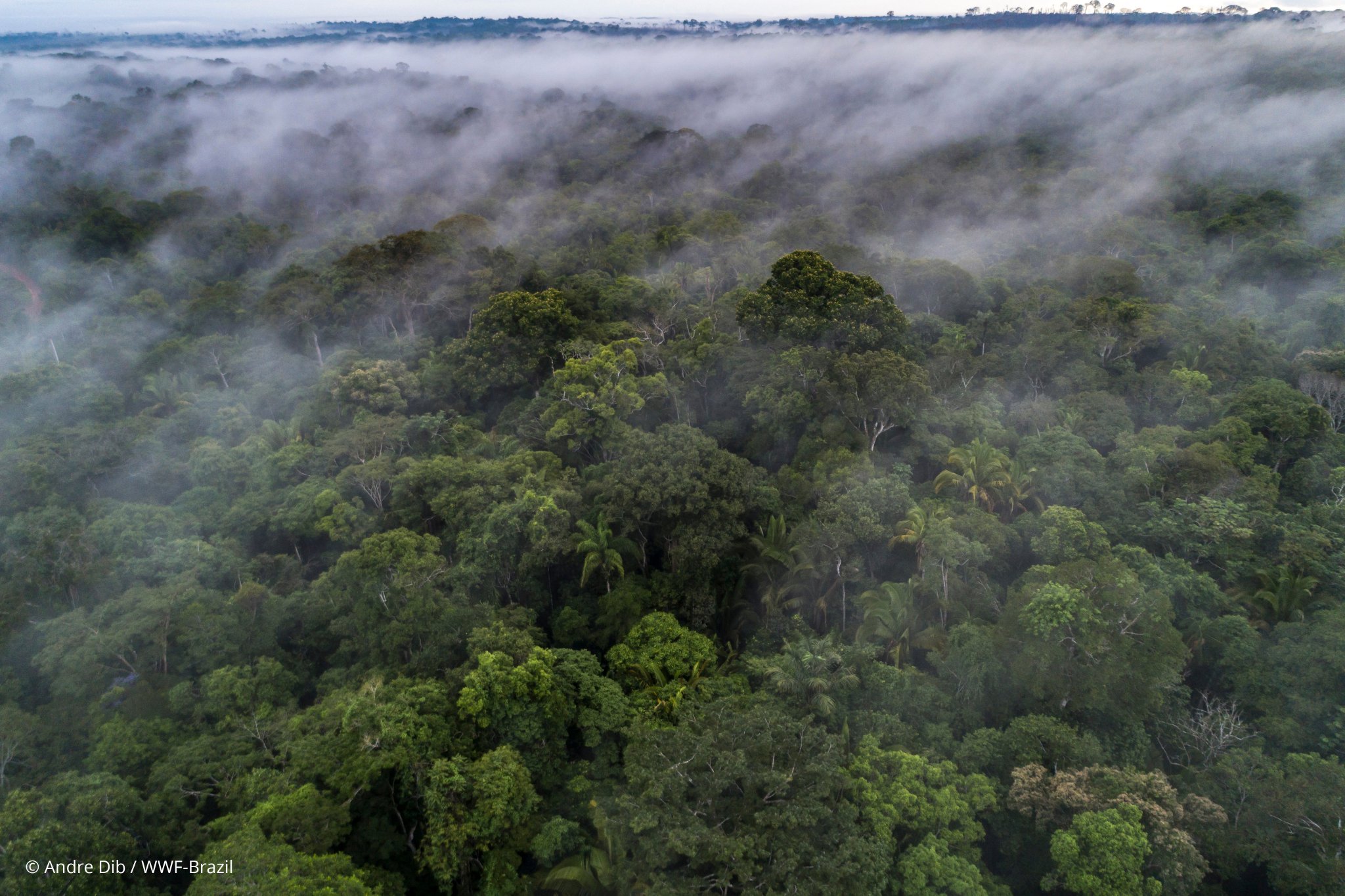 Nuevo informe de WWF demuestra un fuerte vínculo científico entre los bosques y la salud humana