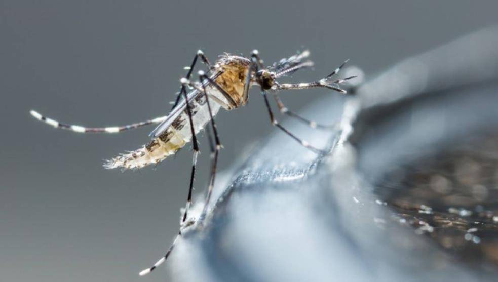 Chikunguña: Salud registra hasta 2.000 casos por semana