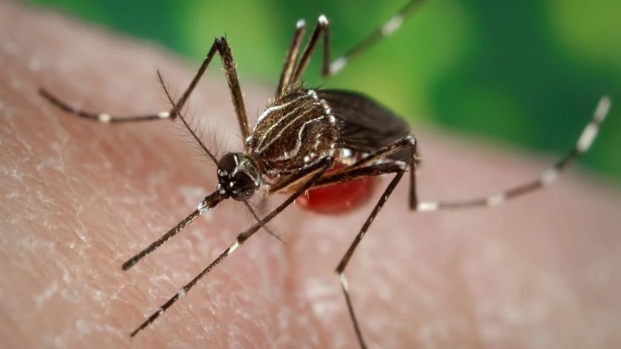 Casos de chikunguña registran meseta “alta y sostenida”