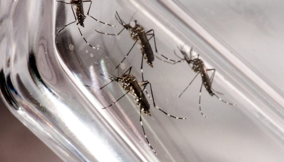 Expertos internacionales vendrán a Paraguay para estudiar posible modificación de virus de chikunguña