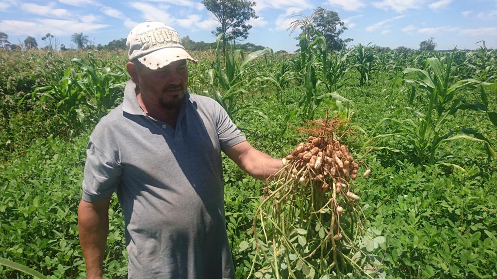 Empresa se consolida con exportación anual de 4.000 toneladas de maní a Estados Unidos
