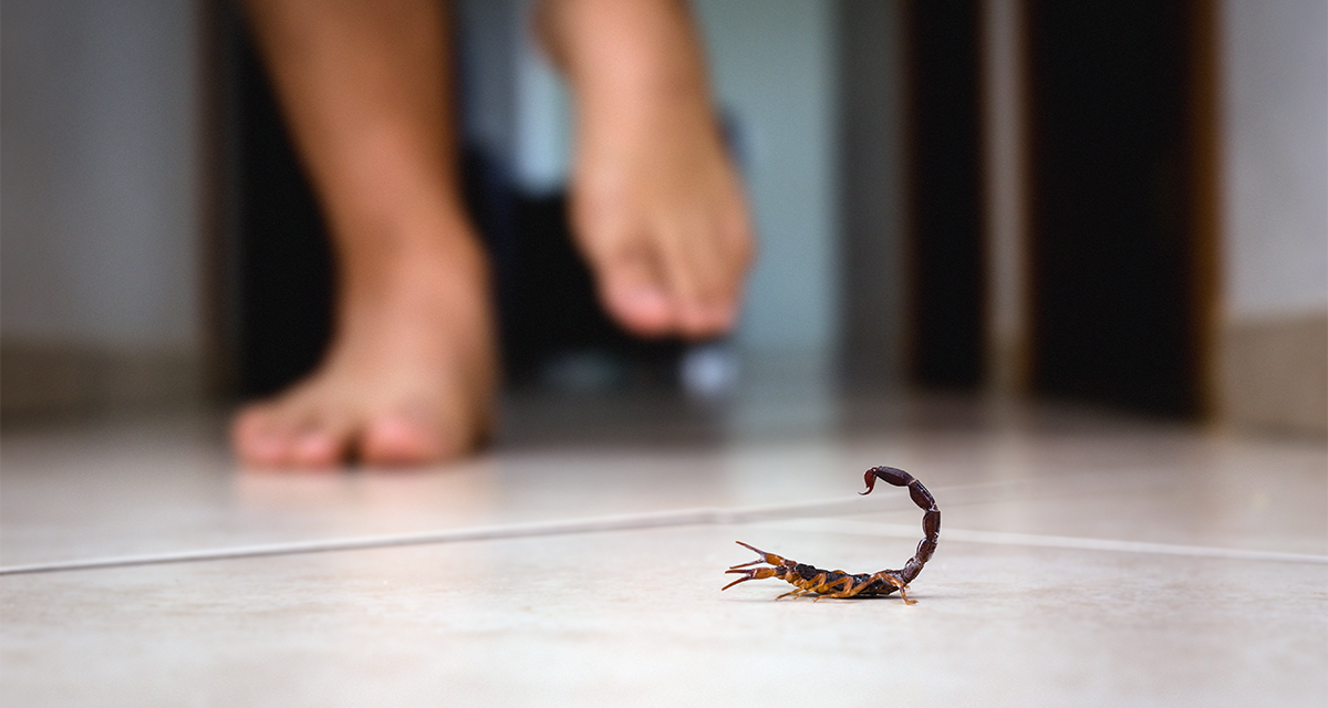 Hay que aprender a convivir con alacranes, asume doctor