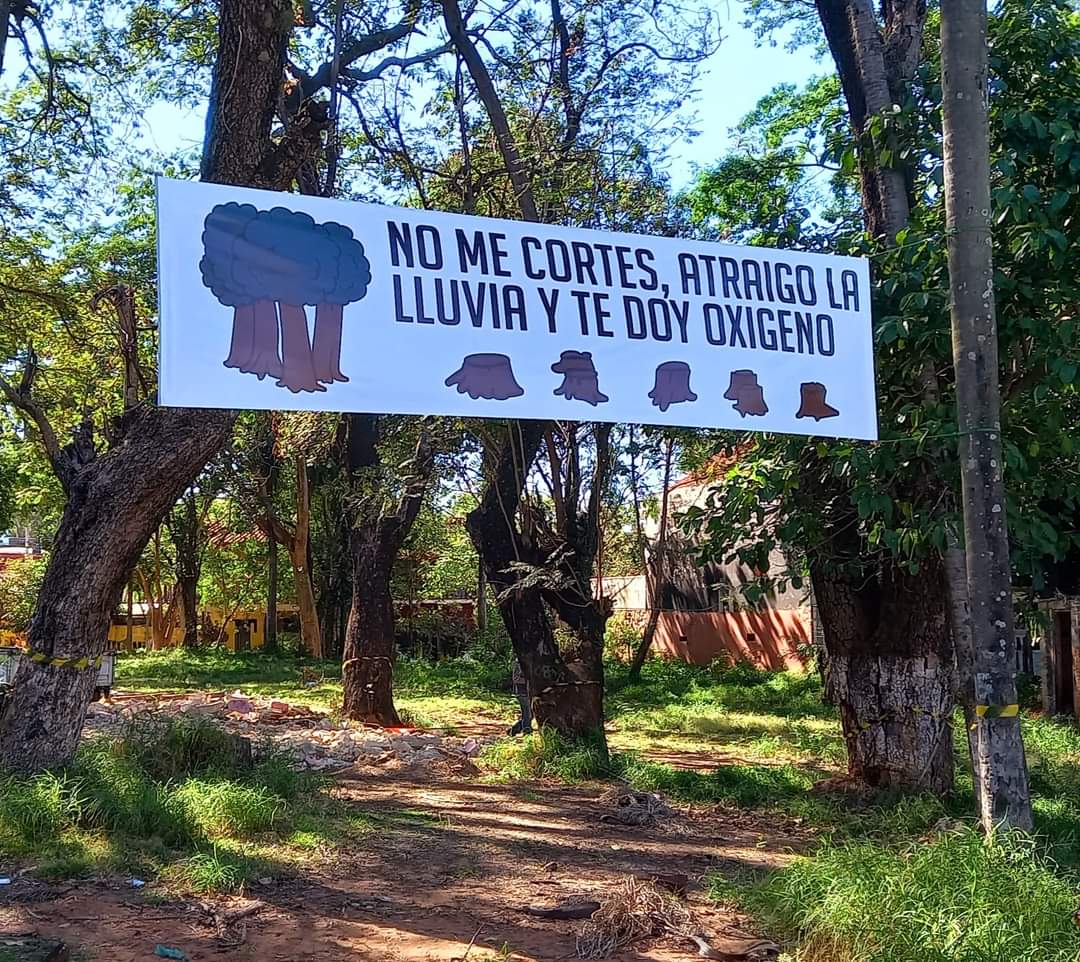 Pretenden derribar 109 árboles para construcción de supermercado