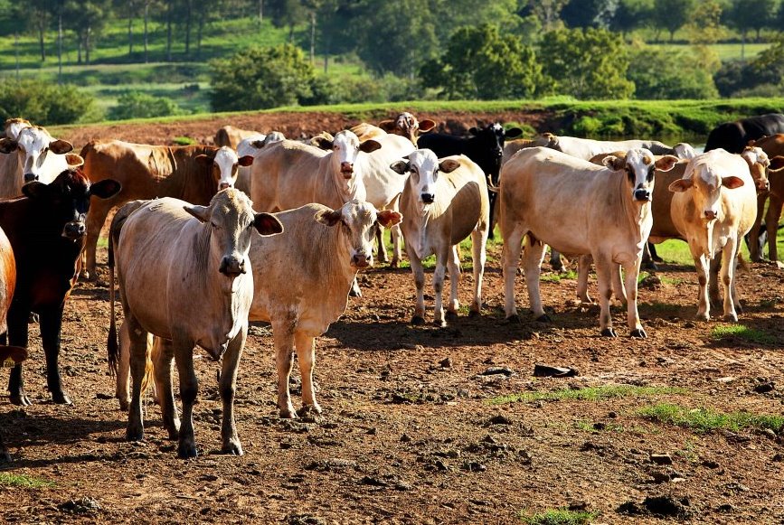 Cumbre hemisférica de la sanidad animal se hará en Paraguay