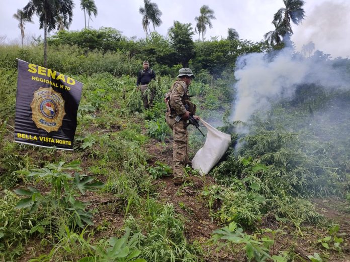 Queman más de 15 toneladas de marihuana en Bella Vista